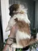 Собака