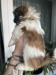 Собака