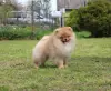 Померанский шпиц