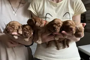 Английский Кокер спаниель щенки