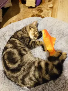 Шотландский прямоухий котенок