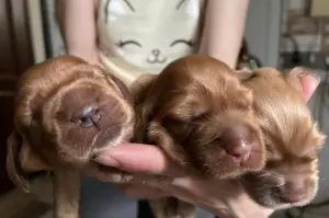 Английский Кокер спаниель щенки
