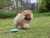 Померанский шпиц