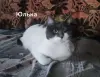 Трое домашних котов скоро поедут в отлов!