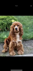 Английский Кокер спаниель щенки
