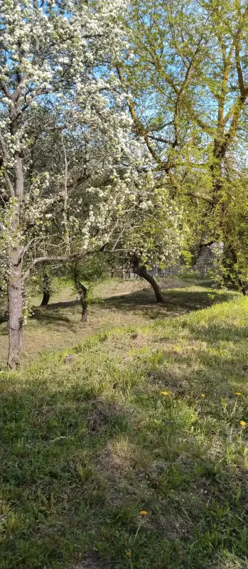 Участок со срубом и скважиной на берегу Березины