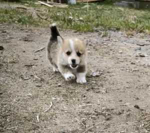 Щенок вельш корги пемброк