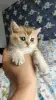 Котята золотая шиншила