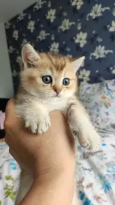Котята золотая шиншила