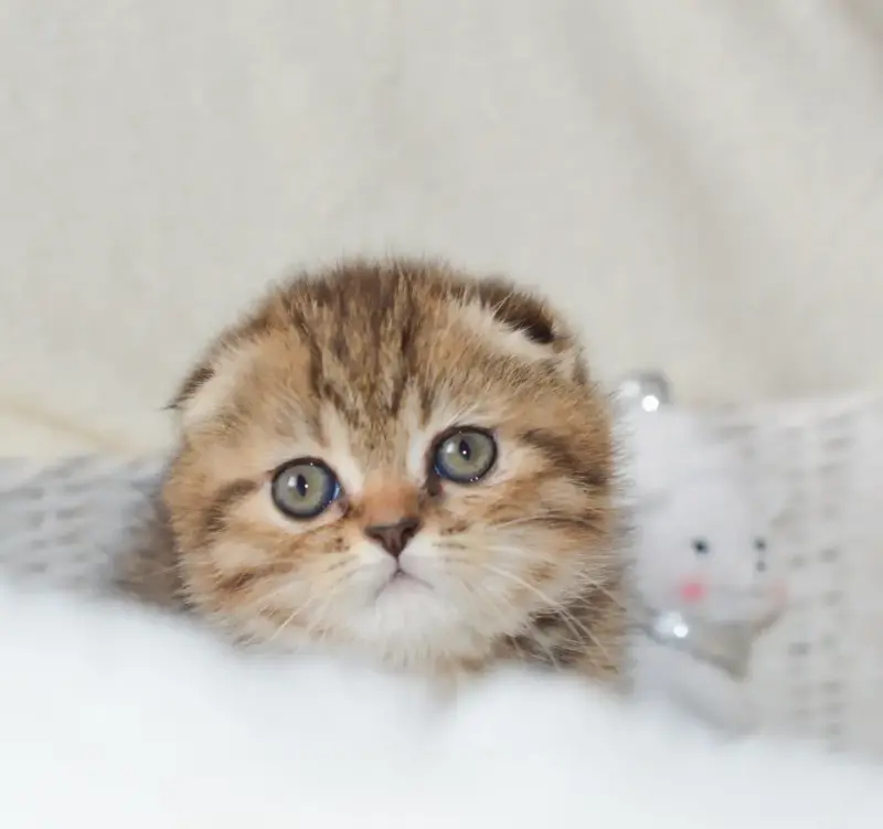 Мальчик Scottish-fold ny24