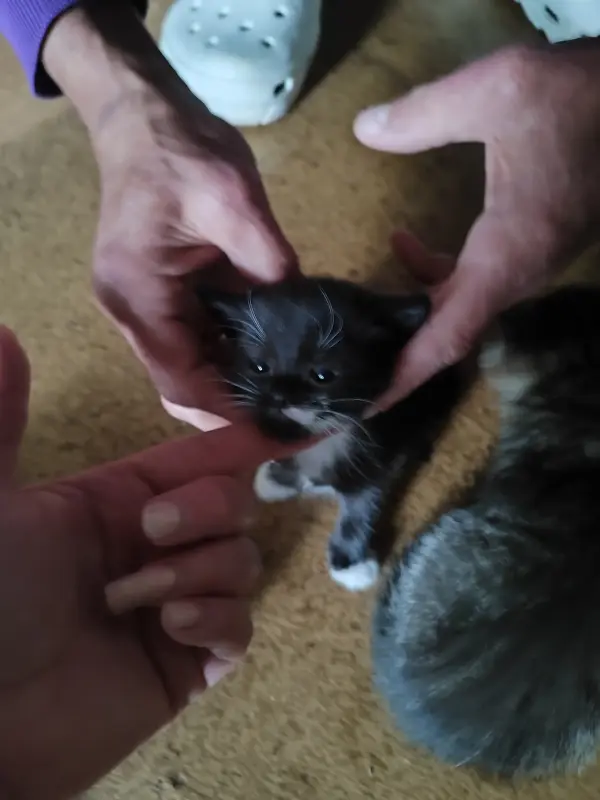 Котята