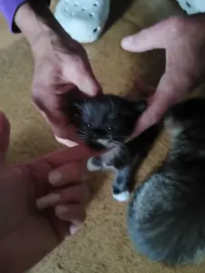 Котята
