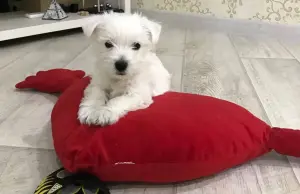 щенки вест хайленд уайт терьера