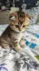 Котята золотая шиншила