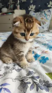 Котята золотая шиншила