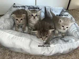 Шотландские котята