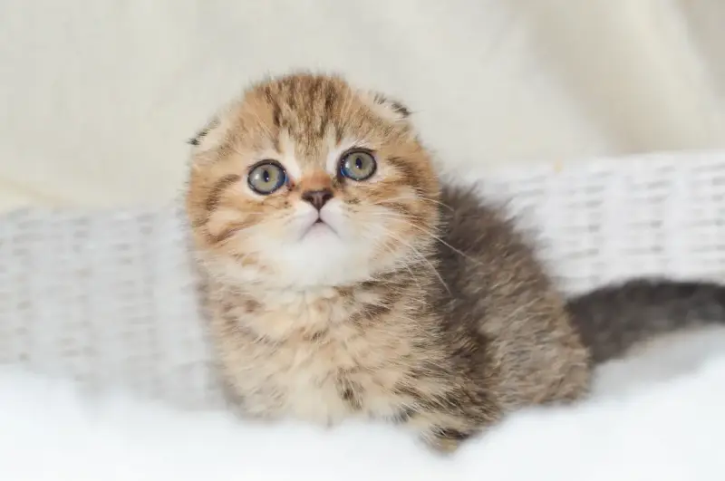 Мальчик Scottish-fold ny24