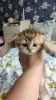 Котята золотая шиншила