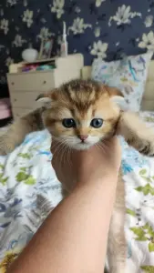 Котята золотая шиншила