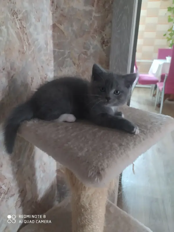 Котенок, мальчик