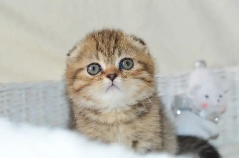 Мальчик Scottish-fold ny24