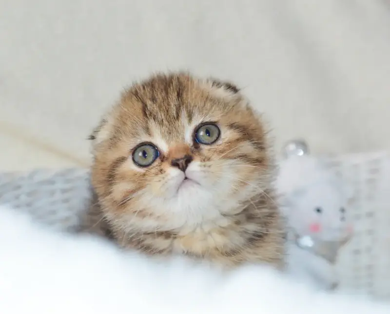 Мальчик Scottish-fold ny24