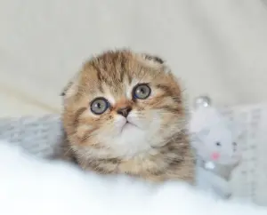 Мальчик Scottish-fold ny24