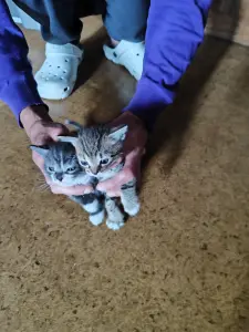 Котята
