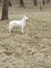 белая швейцарская овчарка щенки