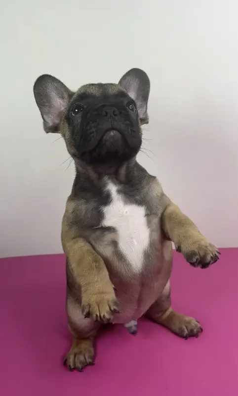 Щенок Французский бульдог - Богушевск - 136464 - Доска объявлений Kupika.by - Фото 3