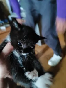 Котята