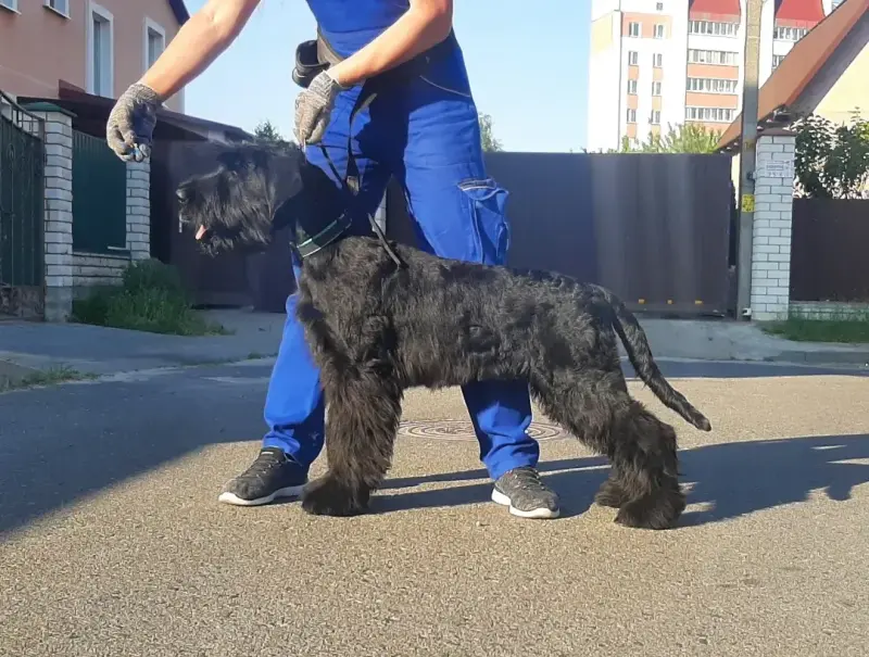 Щенки ризеншнауцера
