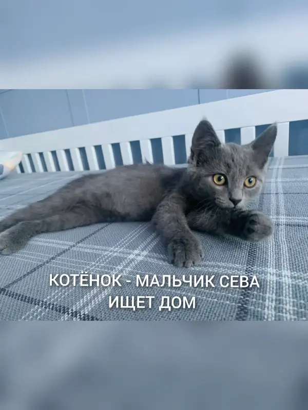 Котенок СЕВА в поиске дома