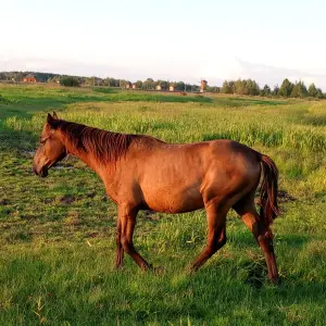 Жеребец Голштинской породы