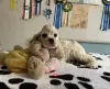 Американский кокер спаниель - щенки