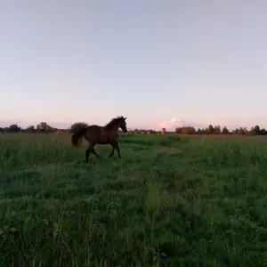 Жеребец Голштинской породы