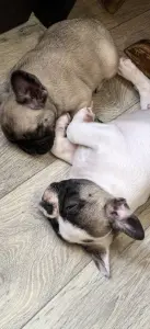 Щенки