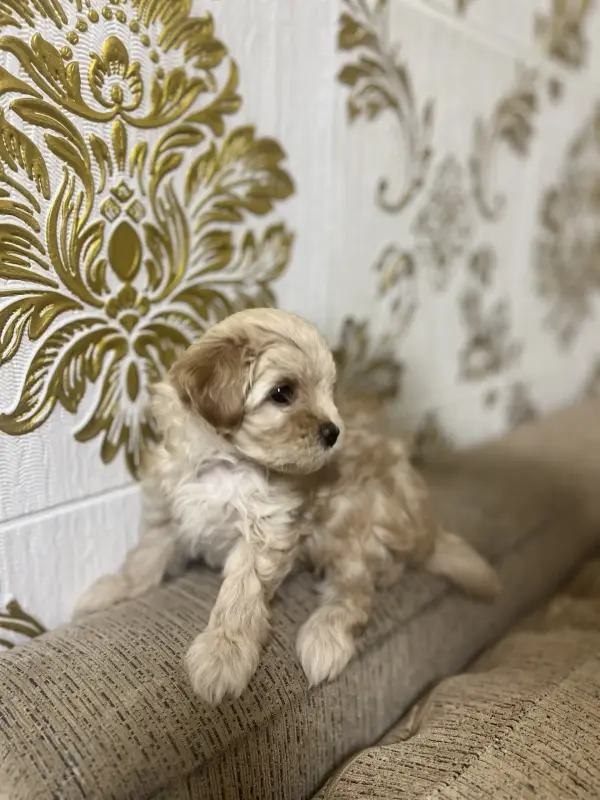 Щенки Мальтипу - Вся Беларусь - 139488 - Доска объявлений Kupika.by - Фото 3