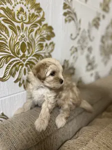 Щенки Мальтипу