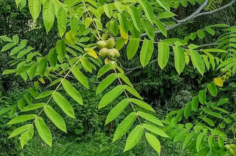 Манжурский орех сажанцы