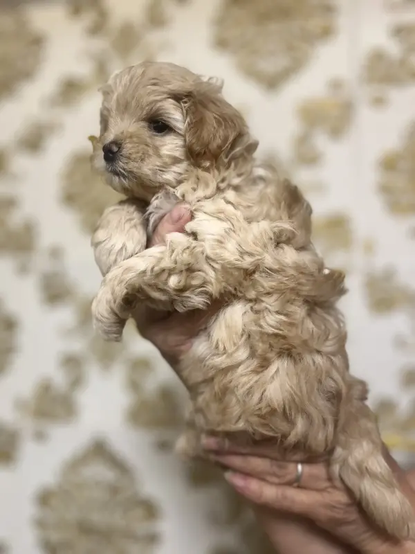 Щенки Мальтипу - Вся Беларусь - 139488 - Доска объявлений Kupika.by - Фото 2