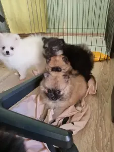 Щенки шпица
