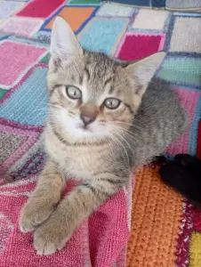 Отдам котят