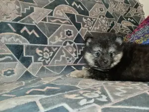 Щенки шпица