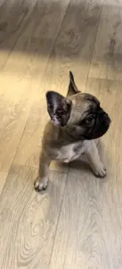 Щенки