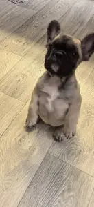 Щенки