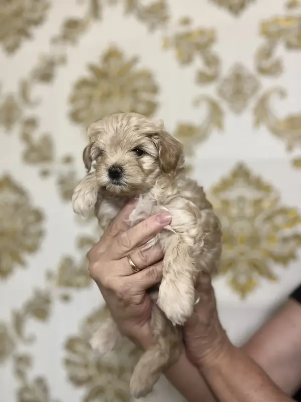 Щенки Мальтипу