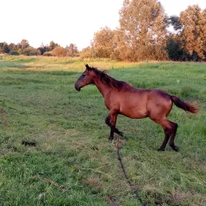 Жеребец Голштинской породы