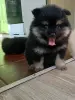 Щенки шпица