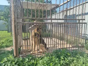 Овчарка немецкой породы